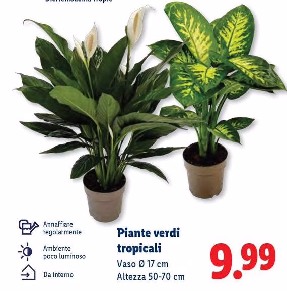 Piante Verdi Tropicali