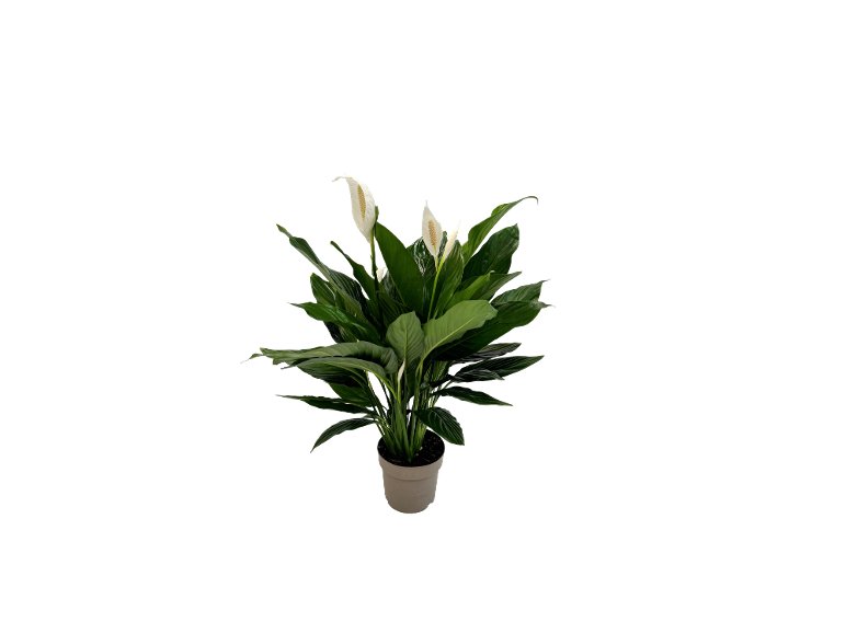 Piante Verdi Tropicali