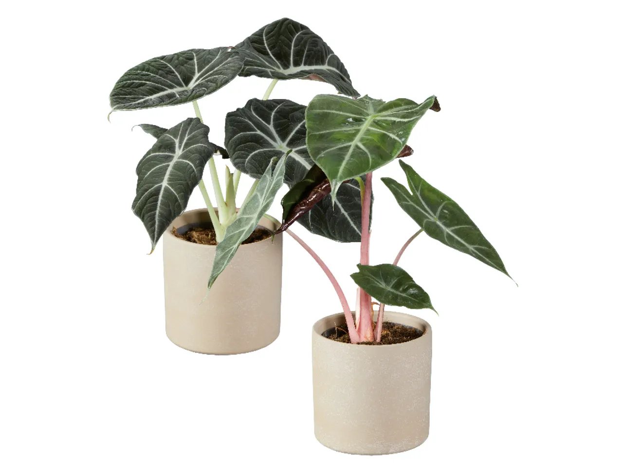 Alocasia in vaso di ceramica