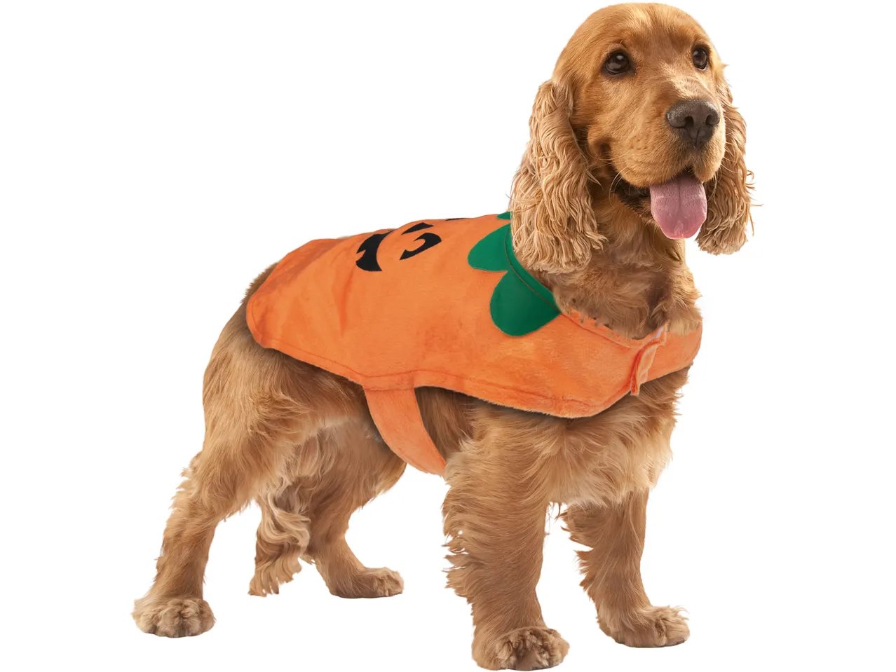 Costume di Halloween per cani