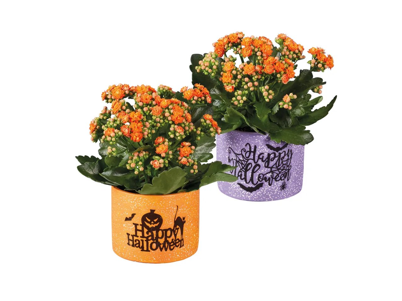 Kalanchoe in vaso di Halloween