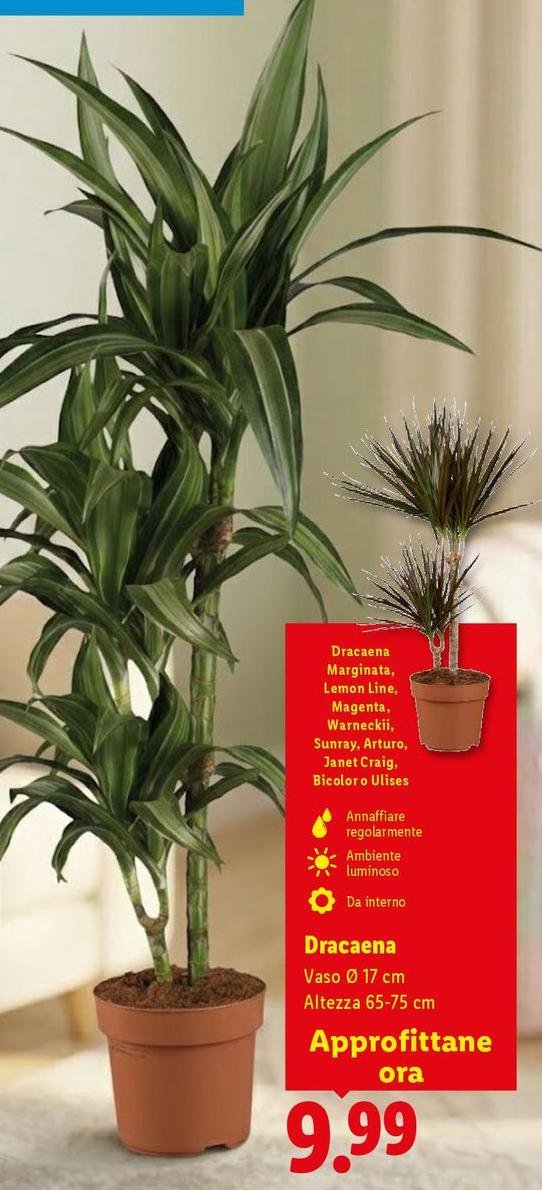 Dracaena