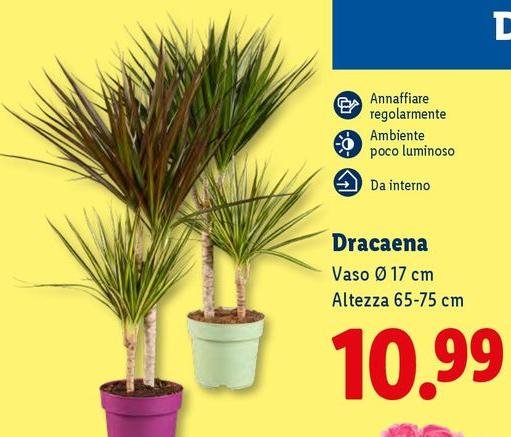 Dracaena