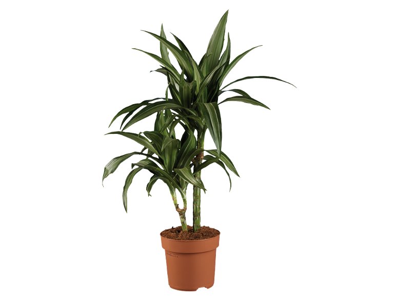 Dracaena