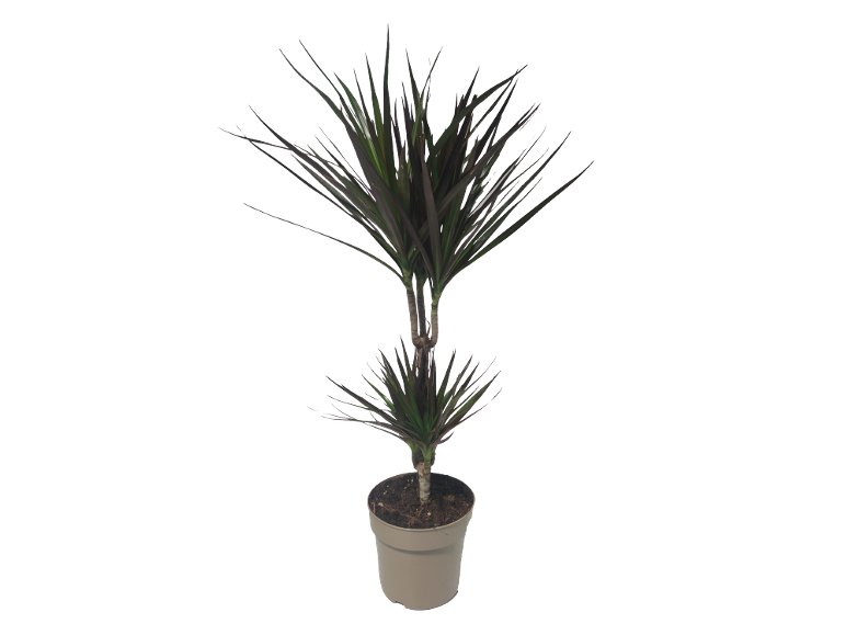 Dracaena