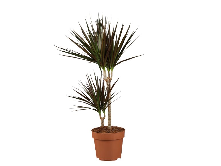 Dracaena