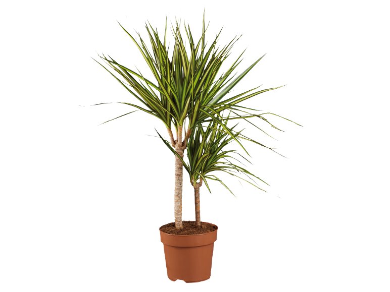 Dracaena