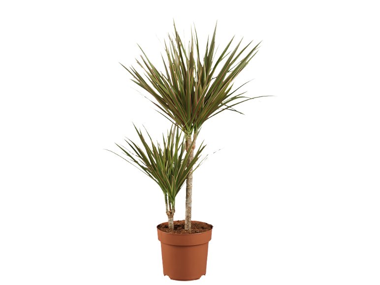 Dracaena
