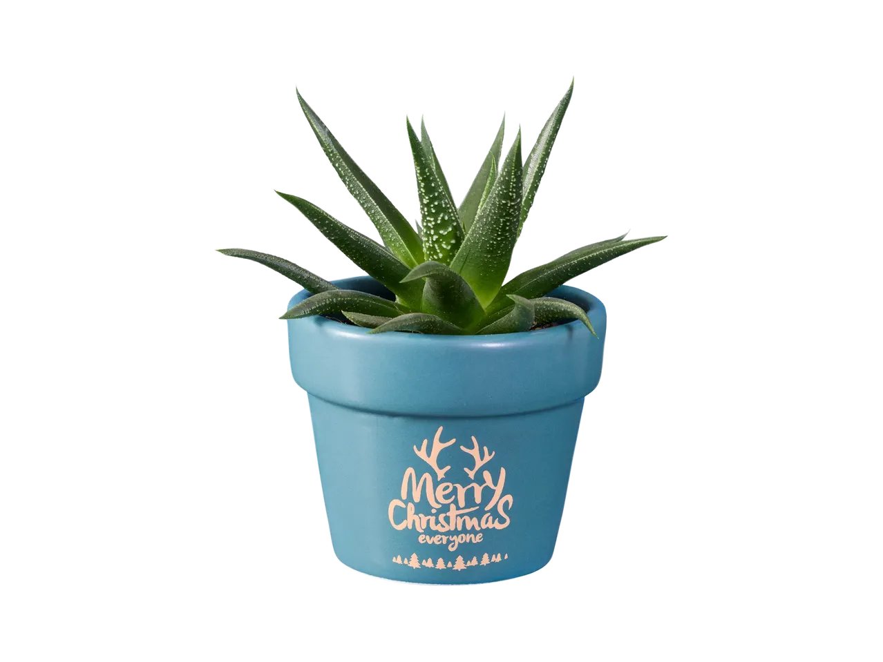 Haworthia