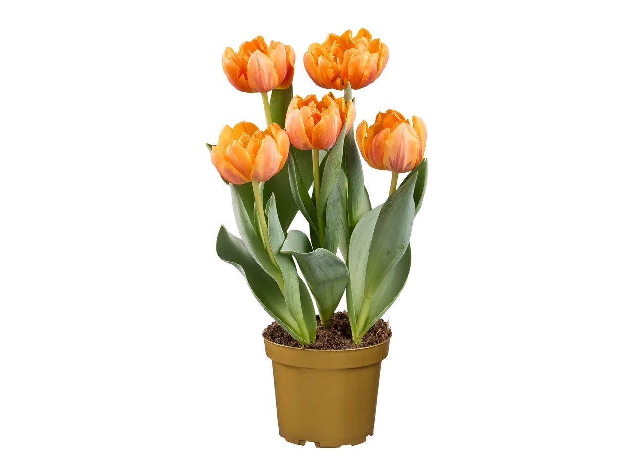 Tulipani