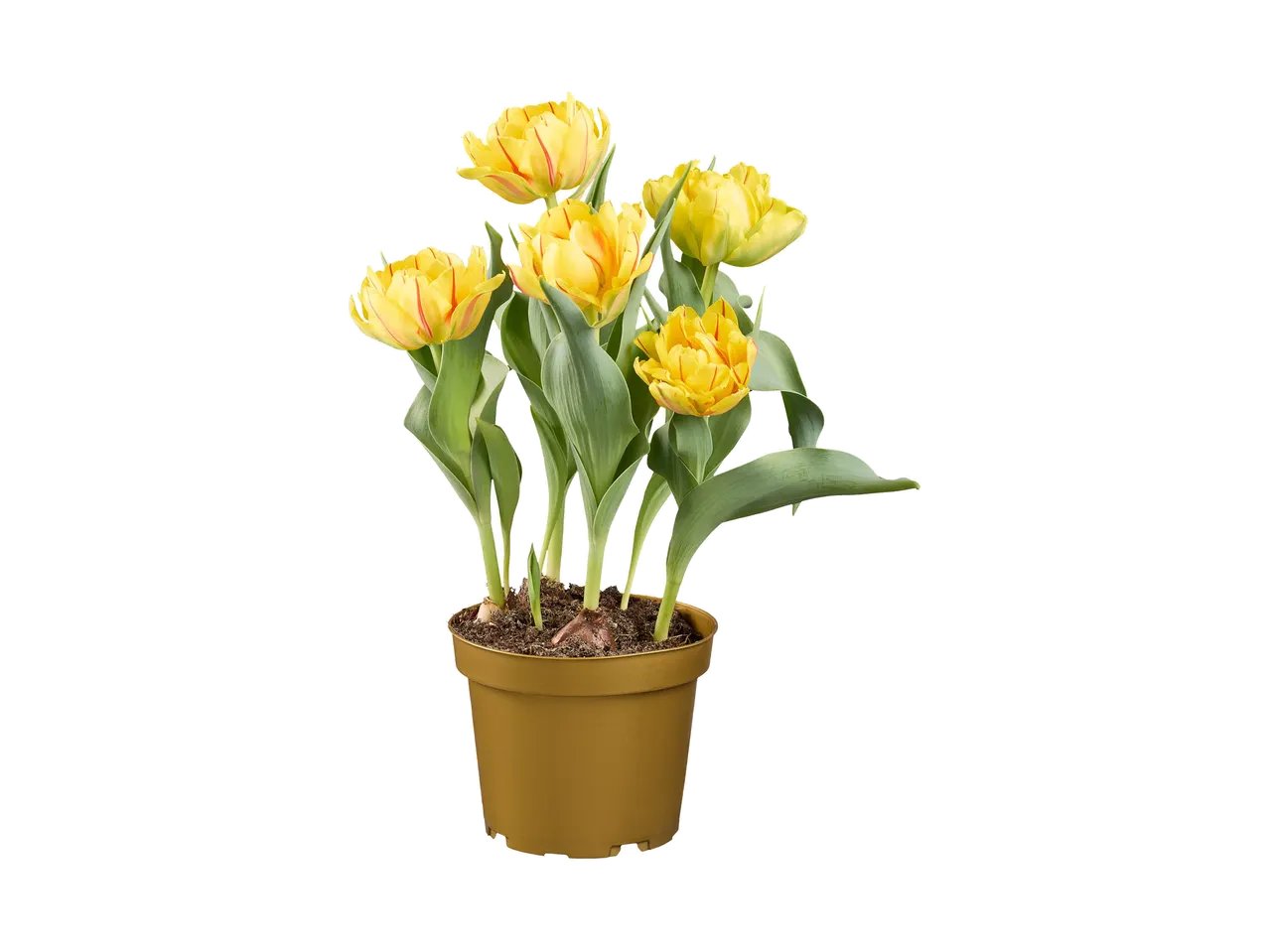 Tulipani