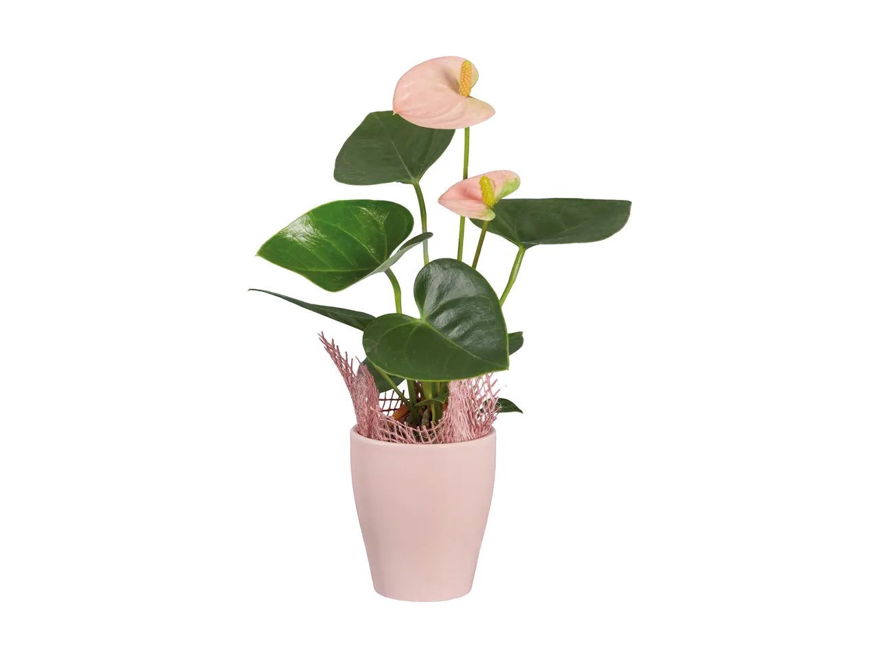 Mini piantine esotiche