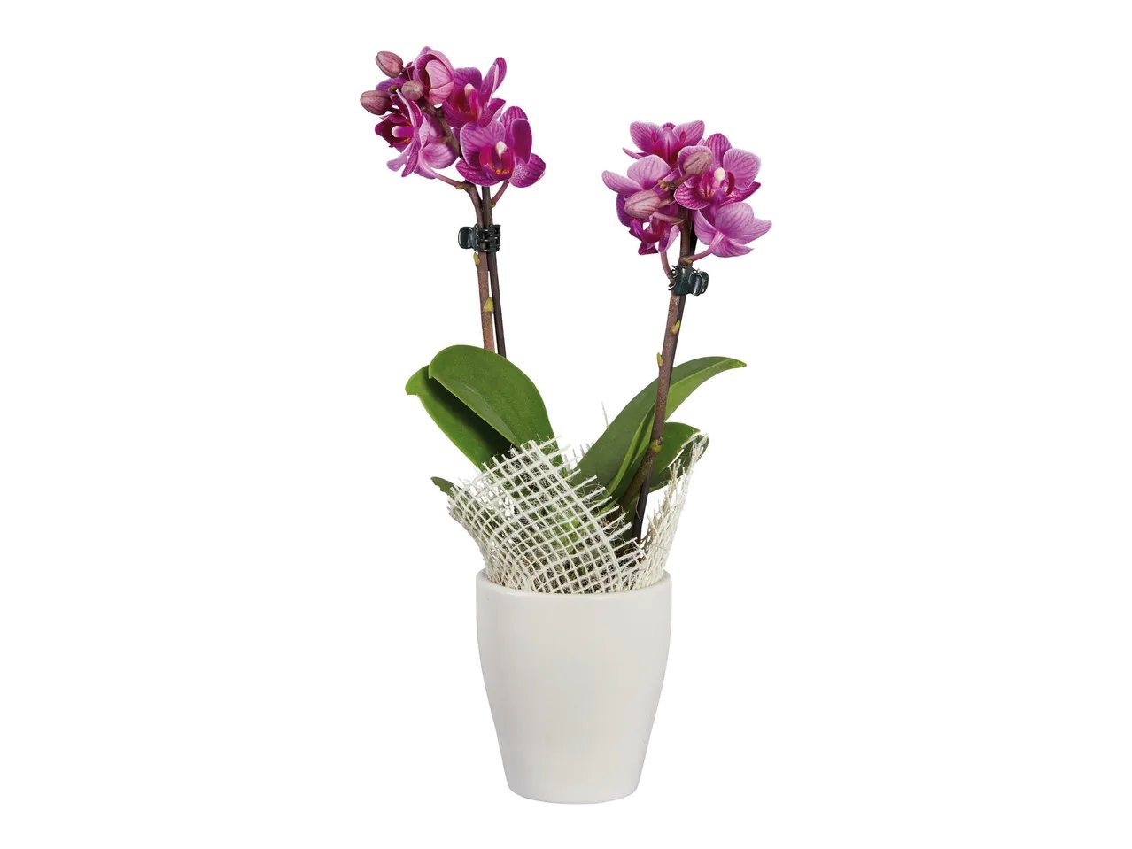 Mini piantine esotiche