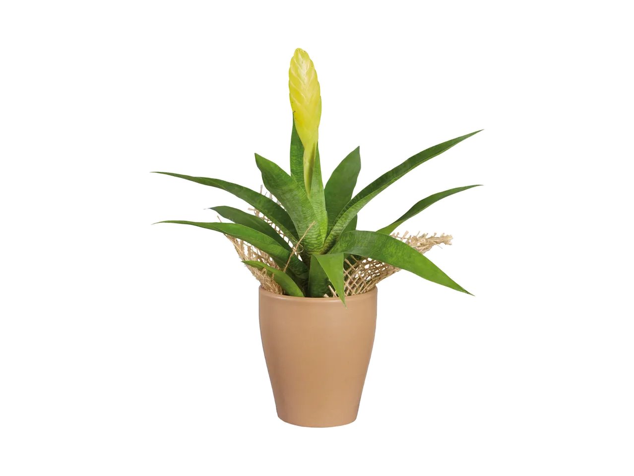 Mini piantine esotiche