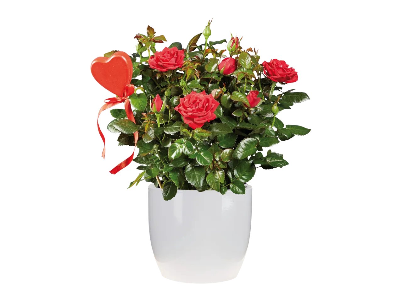 Anthurium, Rose o Edera