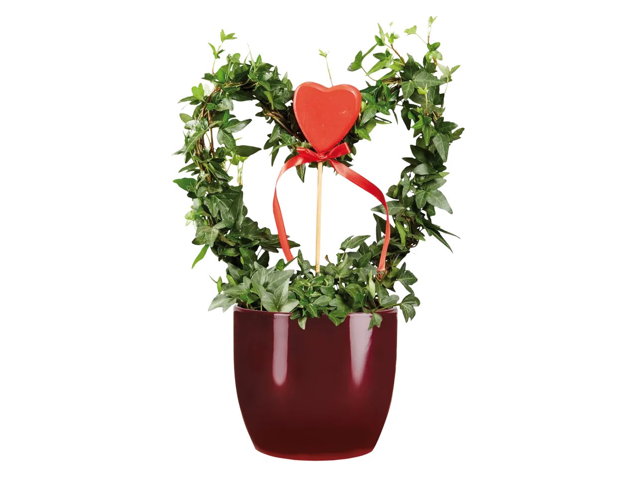 Anthurium, Rose o Edera