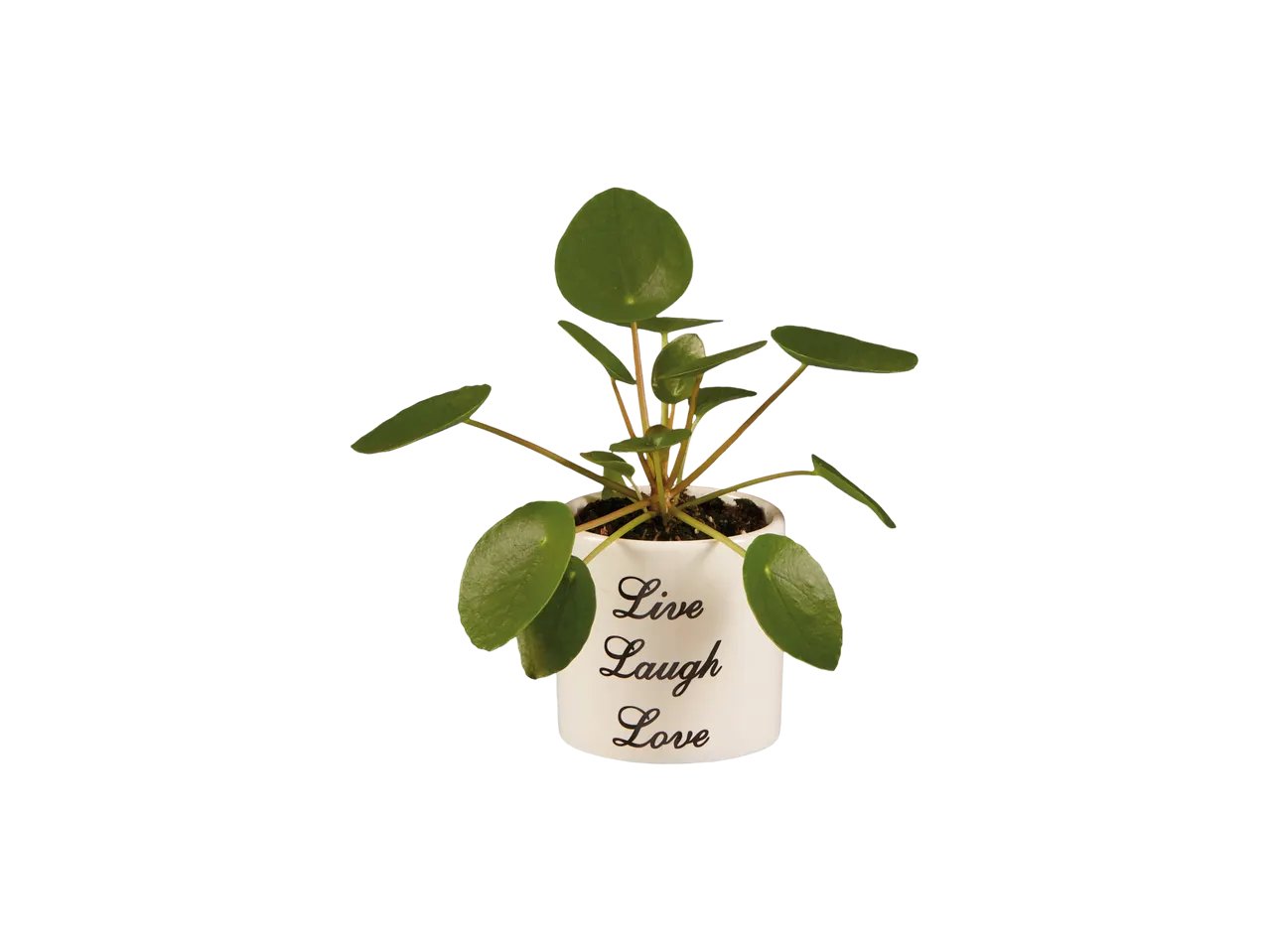 Pancake Pilea Mini