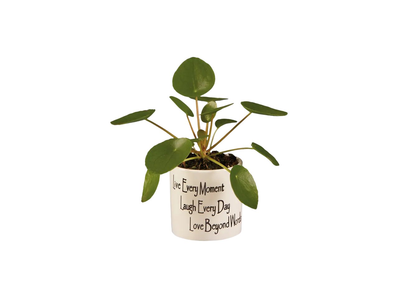 Pancake Pilea Mini