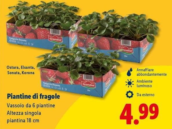 Piantine Di Fragole