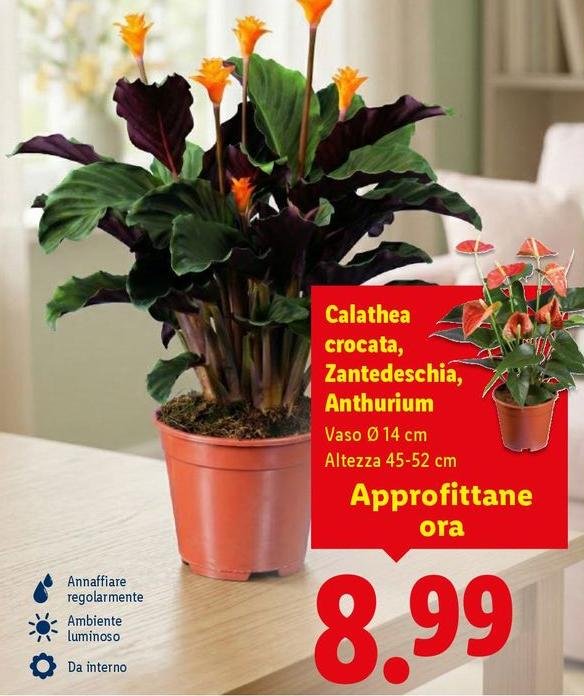 Calathea Crocata, Zantedeschia, Anthurium