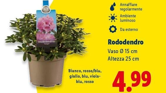 Rododendro Vaso 15 Cm Altezza 25 Cm