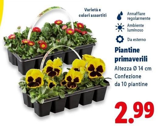 Piantine Primaverili Altezza 14 Cm Confezione Da 10 Piantine