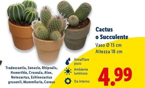 Cactus O Succulente Vaso Ø 13 Cm Altezza 18 Cm