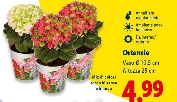 Ortensie Vaso 10.5 Cm Altezza 25 Cm