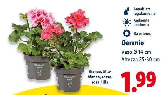 Geranio Vaso 14 Cm Altezza 25-30 Cm