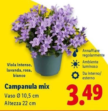 Campanula Mix Vaso 10,5 Cm Altezza 22 Cm