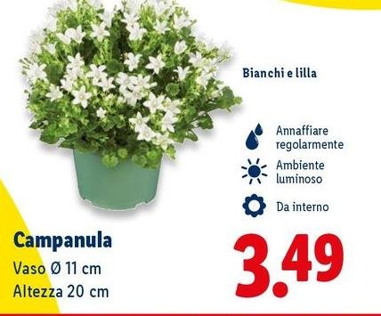 Campanula Vaso 11 Cm Altezza 20 Cm