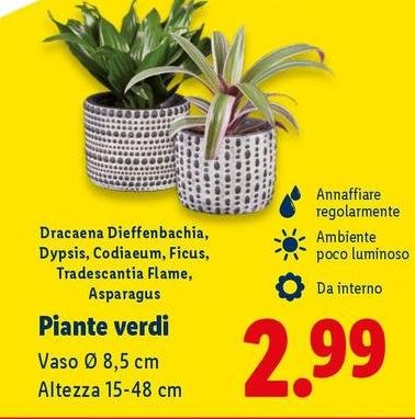 Piante Verdi Vaso 8,5 Cm Altezza 15-48 Cm