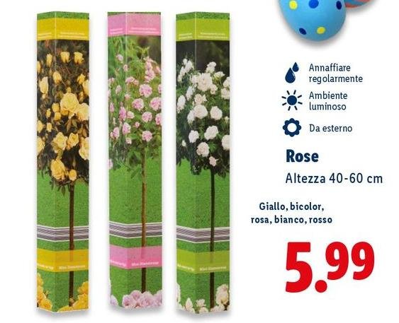 Rose Altezza 40-60 Cm