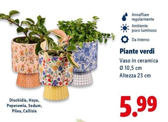 Piante Verdi Vaso In Ceramica 10,5 Cm Altezza 23 Cm