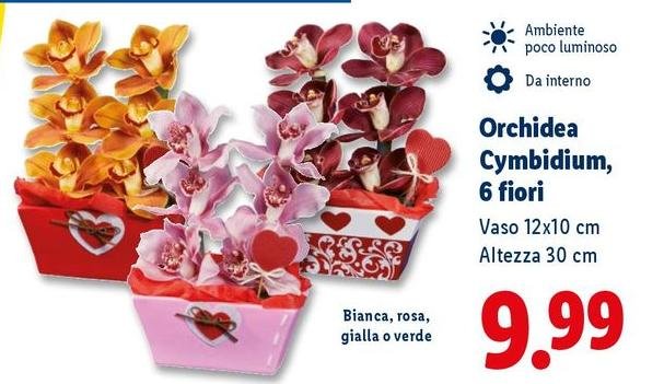 Orchidea Cymbidium, 6 Fiori