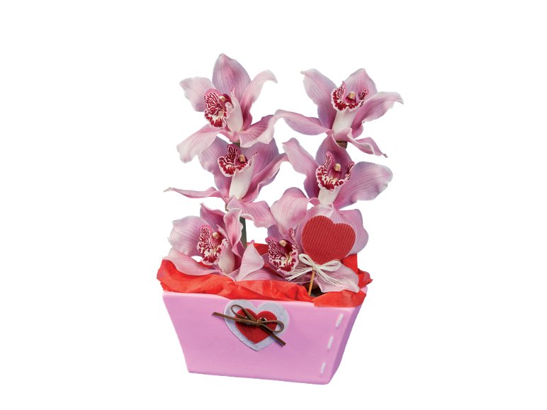 Orchidea Cymbidium, 6 fiori