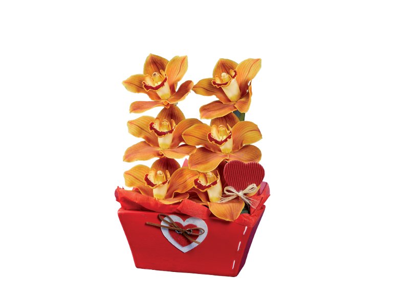 Orchidea Cymbidium, 6 fiori