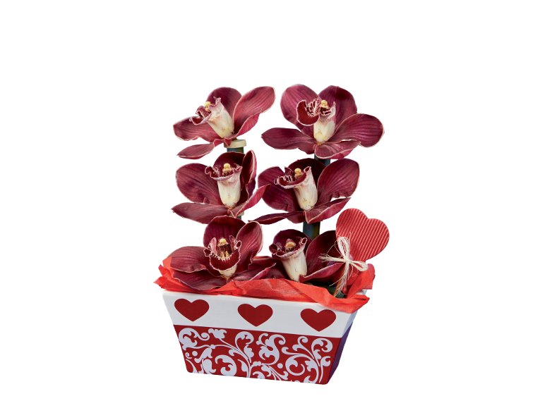 Orchidea Cymbidium, 6 fiori
