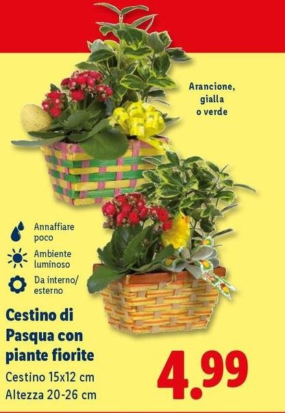 Cestino Di Pasqua Con Piante Fiorite