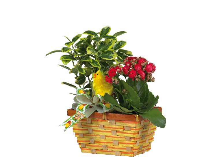 Cestino di Pasqua con piante fiorite