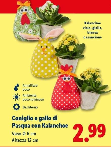 Coniglio O Gallo Di Pasqua Con Kalanchoe