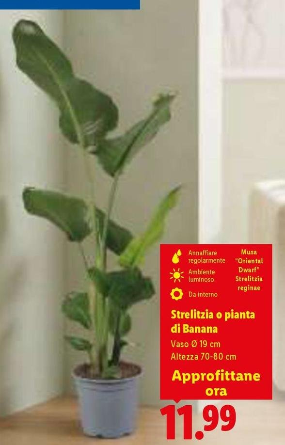 Streiltzina O Pianta Di Banana