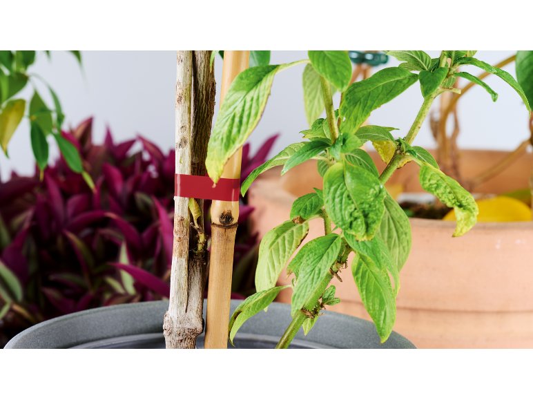 Set pinza legatrice a nastro per piante