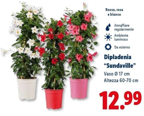 Dipladenia "Sundaville"