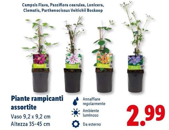 Piante Rampicanti Assortite
