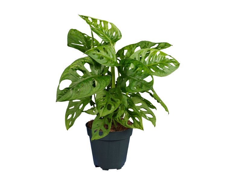 MONSTERA 12CM