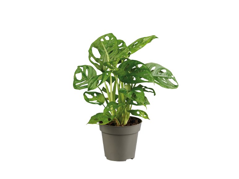MONSTERA 12CM