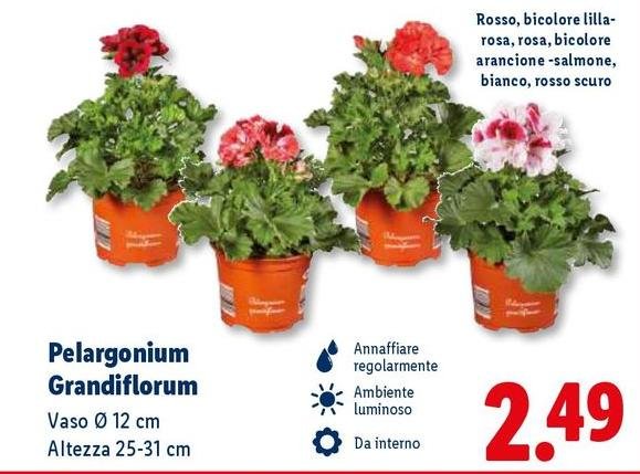 Pelargonium Grandiflorum