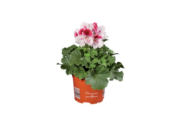 Pelargonium Grandiflorum