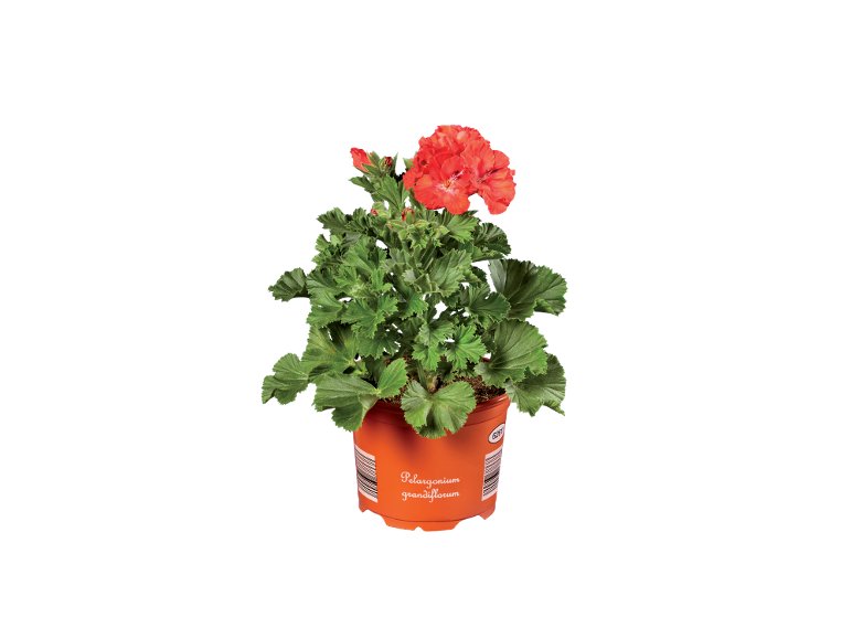 Pelargonium Grandiflorum